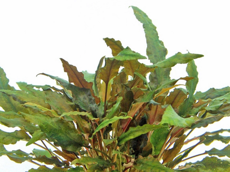 Brauner Wasserkelch - Cryptocoryne wendtii 'Braun'